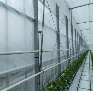 Screen film is used as wall screens or as temporary partition walls in glasshouse horitculture.