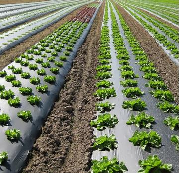 Mulch Foil biodegradable prevenst weed growth, less water needed per unit.