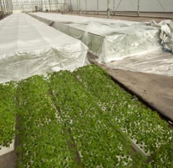 Covering material Plastic foil 20mi